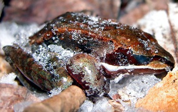 frozen frog